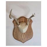 Whitetail deer antlers with custom wooden plaque