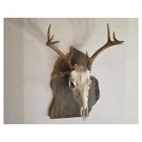 Whitetail deer antlers with custom wooden plaque
