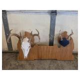 2 sets whitetail deer antlers on custom oak