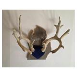 Farm raised white tail deer antlers on custom