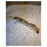 Coyote full hide