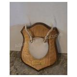 Whitetail deer antlers with custom wooden plaque