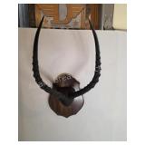 Impala horns with custom wooden plaque
