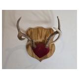 Whitetail deer antlers with custom wooden plaque