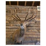RED STAG TAXIDERMY SHOULDER MOUNT (23-POINT ROYAL