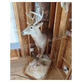 WHITETAIL DEER HALF-BODY TAXIDERMY MOUNT ON