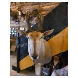 AFRICAN ELAND TAXIDERMY SHOULDER MOUNT