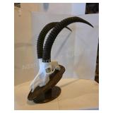 African Sable Antelope Skull and Stand