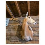 SCIMITAR-HORNED ORYX TAXIDERMY SHOULDER MOUNT