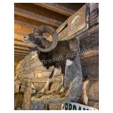 ARMENIAN MOUFLON RAM WALL PEDESTAL TAXIDERMY