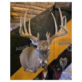 WHITETAIL DEER MONSTER TYPICAL SHOULDER MOUNT