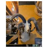 FOUR-HORNED JACOB SHEEP TAXIDERMY SHOULDER