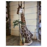 GIRAFFE PEDESTAL TAXIDERMY MOUNT DISPLAY