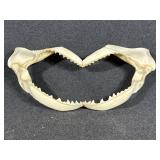 Shark Jaw