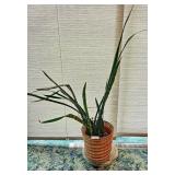 Potted Snake Plant