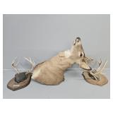 Mounted Buck, European Mounts(2)