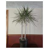 Dragon Tree Plant