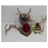 Mounted Deer Antlers