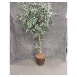 Ficus Tree In A Wicker Basket