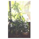 Dracaena Janet Craig Bush, Peace Lily Plant