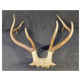4x4 Elk Antlers
