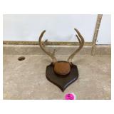 7 POINT ANTLER MOUNT IN VELVET