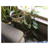 PHILODENDRON PLANT - HOUSEHOLD MISC
