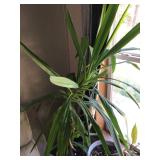 YUCCA PLANT - HOUSEHOLD MISC