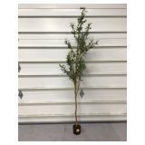 ARTIFICIAL OLIVE TREE - HOME DECOR ARTIFICIAL OLIVE TREE - HOME DECOR