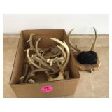 ASSORTMENT OF WHITETAIL DEER ANTLERS