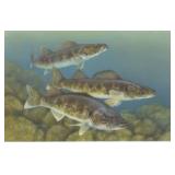 Fish with Great Lakes Bay Steelheaders