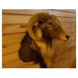 Mouflon ram, shoulder  mount