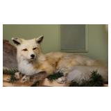 Arctic fox, full body in laying position