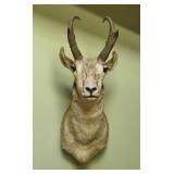 Pronghorn  goat, shoulder mount