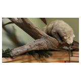 Trapped Wolverine,  Full body mount on log,