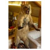 Alaskan grizzly, bear, full body mount