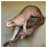 Mountain lion on limb, full boby mount