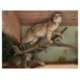 Lynx (Bobcat) Full size mount  standing on a log