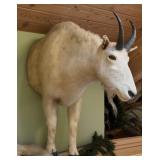 Mountain goat scientific name Oreamnos, half body