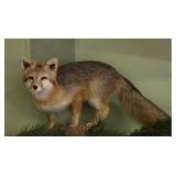 Fox, full body mount, standing  position