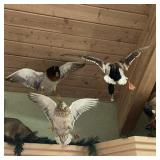three mounted hanging ducks, two males, one female