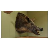 Wild boar, head mount