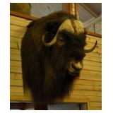 North American Muskox, Head mount