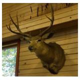 10 point buck 10, shoulder  mount