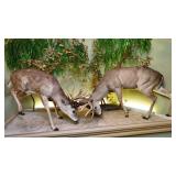 2 buck fighting, full body mount, 9 ft long
