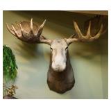 Moose, shoulder  mount