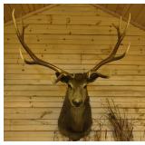 Elk shoulder mount