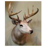 10 point buck, shoulder mount