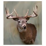 13 point buck, head mount