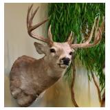 13 point buck, shoulder mount